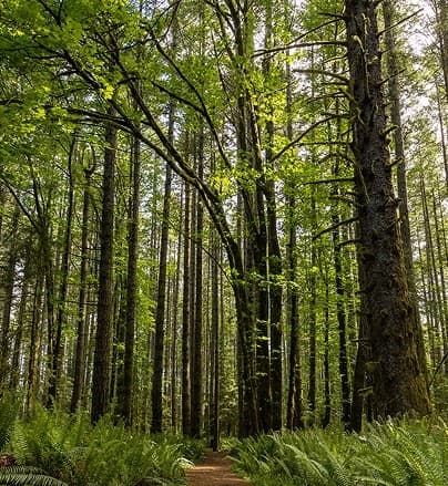 Eco